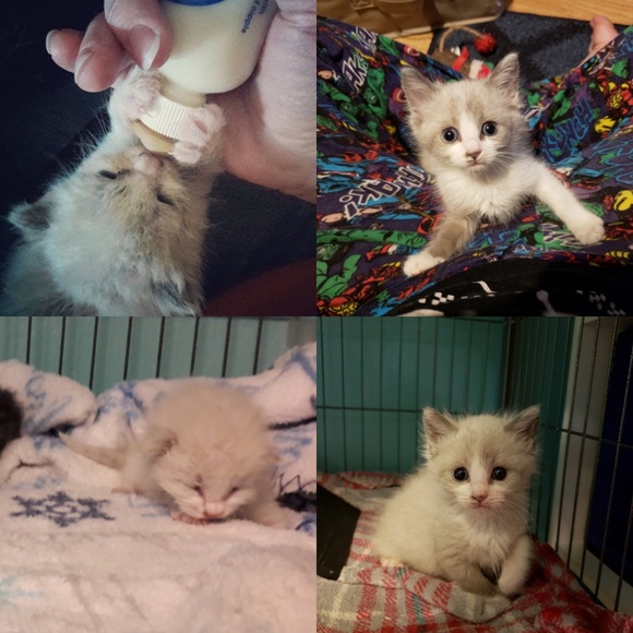 Proceeds Help Me Save Animals Lives - Picture 7 of 7